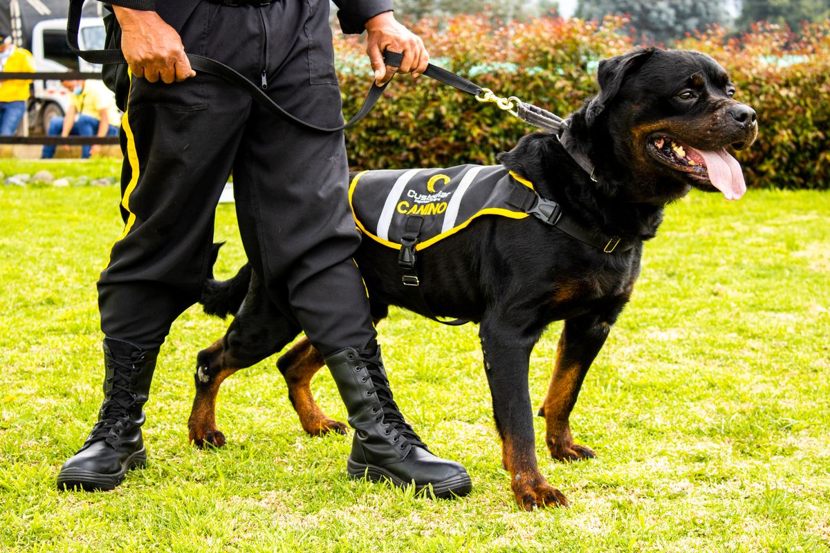 Guía canino de Custodiar con su perro de trabajo